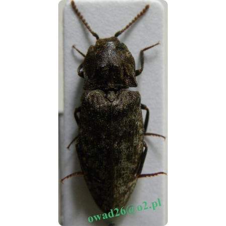 Agrypnus murinus (Linnaeus, 1758) Podrzut myszaty
